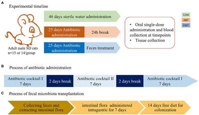 Effects of intestinal microbiota on pharmacokinetics of cyclosporine a in rats